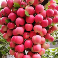 md.rubal.ali