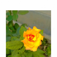 mkarana15@gmail.com