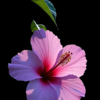 Md idrich ali