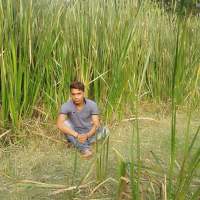 jhantu par