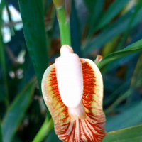 rojinanasir